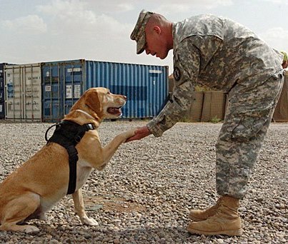 Photo: Meet Gabe. He’s a noncommissioned officer and combat veteran with some 40 awards to his name. He is also the American Humane Association's 2012 Hero Dog of the Year.
Read more at http://soldiers.dodlive.mil/2012/10/dog-veteran-hero/. (Vote Gabe 2012 Hero Dog)