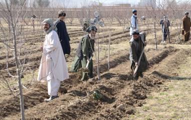 Photo: Happy World Food Day! Did you know there are 870 million hungry people in the world? That means 1 in 8 people.  Click LIKE to fight against hunger and WRITE in the comments what you think are the main food security issues.

Photo: Farmers planting in Kandahar Province