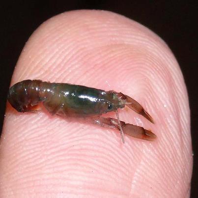 Photo: Click "like" if you knew that lobsters start out so tiny. This juvenile lobster was caught on Georges Bank. It is about 15 mm long, or just over a half-inch. Catch a glimpse of other photo wonders at http://1.usa.gov/QvFJyk.

Photo Credit: Jerry Prezioso/NOAA