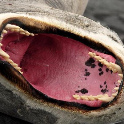 Photo: Yikes...this is why you don't want to get too close to a leopard seal—an animal that weighs about thousand pounds and is mostly teeth. Learn how NOAA scientists use aerial drones to hover above and study marine animals and ecosystems in a whole new way—http://1.usa.gov/RcxEMX