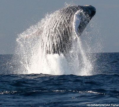 Photo: NOAA’s Sanctuary Ocean Count volunteer program receives national recognition for effort to count Hawaii’s endangered whale population. Get the story: http://go.usa.gov/Y8pe