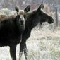 Moose near Pinedale, Wyoming.