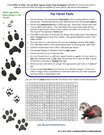 Cover of Fun Ferret Facts Activity Page
