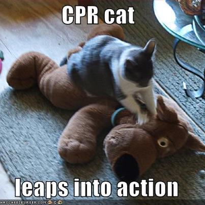 Photo: This cat is ready for anything! If you want to learn more about pet CPR and first aid, you can visit us at:  http://www.redcross.org/prepare/disaster/pet-safety