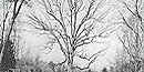 Picture of the Boundary Oak Tree