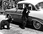 historic image of visitors feeding bears in a national park