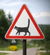 cat crossing sign