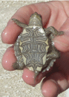 small turtle in the palm of a hand