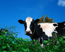 dairy cow