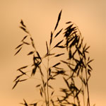 Seed heads of prairie grasses are silhoutted against a dawn sky.