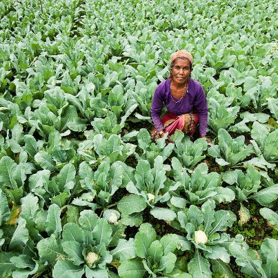 Photo: USAID has helped farmers in commercial agriculture increase their net sales by 800 percent. 
Photo: Fintrac Inc.