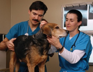 A dog is being examined by a man who is behind the dog and a woman in front of the dog.