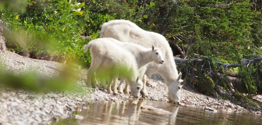 Photo: Thank you for your amazing pictures. I could see many wildlife in Gracier National Park this summer. I have met with family of Mountain Goat at the shores of Hidden Lake. :)