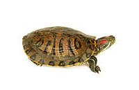 Photo: Pet turtle