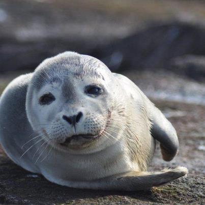 Photo: A Harbor seal lounges at Nantucket National Wildlife Refuge in Massachusetts.

Photo by Amanda Boyd, U.S. Fish and Wildlife Service