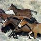 Wild Horses, Battle Mountain NV