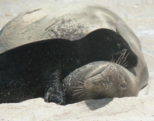 Known in Hawaiian as Ilio-holo-i-ka-uaua, or &#8220;dog that runs in rough water&#8221;, the Hawaiian monk seal may be the most ancient seal species. Radio-tracking is teaching us more about these critically endangered marine mammals, which spend most of their lives at sea, but raise pups on Hawaiian Islands National Wildlife Refuge beaches in Papahānaumokuākea Marine National Monument. Photo: Hawaiian Monk Seal Research Program