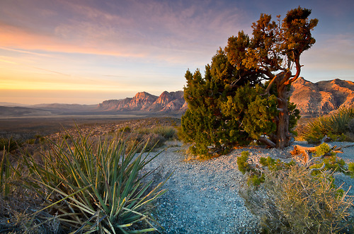 Red Rock Canyon was designated as Nevada&#8217;s first National Conservation Area. Red Rock Canyon is located 17 miles west of the Las Vegas Strip on Charleston Boulevard/State Route 159. The area is 195,819 acres and is visited by more than one million people each year. In marked contrast to a town geared to entertainment and gaming, Red Rock Canyon offers enticements of a different nature including a 13-mile scenic drive, more than 30 miles of hiking trails, rock climbing, horseback riding, mountain biking, road biking, picnic areas, nature observing and visitor center with exhibit rooms and a book store.Photo: Van Phetsomphou