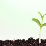 Picture of budding plant to signify the website improvement Project Evolve
