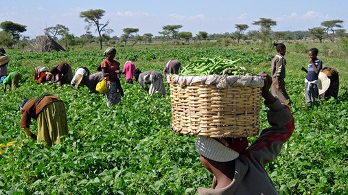 Women and children pick green beans at the Dodicha Vegetable Cooperative in Ethiopia. The beans will be sold to a local exporter, who will sell them to supermarkets in Europe. [USAID photo by K. Stefanova/ Used by Permission]