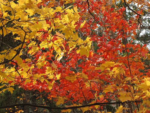 Maples show a variety of colors on the Superior National Forest. Photo: Steve Robertsen, District Interpreter, Tofte Ranger District of the Superior National Forest