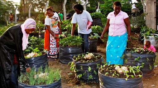 Balcony gardening, done on a health clinic compound, provides urban young mothers the opportunity to grow nutrious vegetables and beans in Mombasa, Kenya, 2012. [USAID photo]