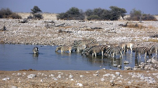 Zebras, as seen on Under Secretary of State Robert Hormats' travel to Namibia [State Department photo]
