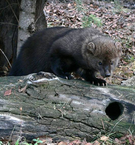 Rat poison used on illegal marijuana farms pose a threat to fishers (pictured) and other forest animals. 