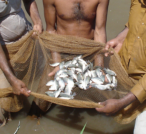 Workers hold a net full of tilapia at a fish farm in Pakistan. The fish are part of the American Soybean Association’s (ASA) World Initiative for Soy in Human Health (WISHH) program called “FEEDing Pakistan.” The Foreign Agricultural Service (FAS) helped fund the program, which aims to enhance the country’s growing aquaculture sector through trial fish feeding using high–protein, floating fish feed produced from U.S. soybean meal. (Courtesy World Initiative for Soy in Human Health)