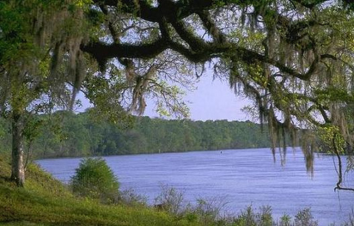 View of the Apalachicola River from Fort Gadsden located on the river’s east bank. The site is the only historic landmark listed on the National Register of Historic Places in the U.S. Forest Service’s Southern Region.  Photo Credit: Forest Service photo