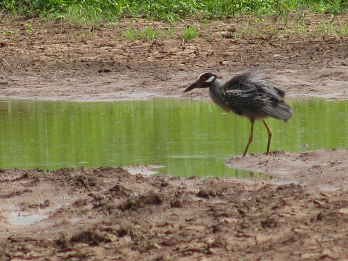 Great Blue Heron uses restored wetland habitat near a significant archeological site in Yell County, Arkansas