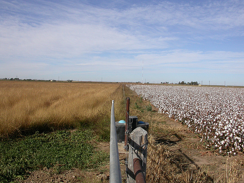 Grass and cotton fields in the Texas High Plains study.  Credit:  Vivien Allen (Texas Tech University). 