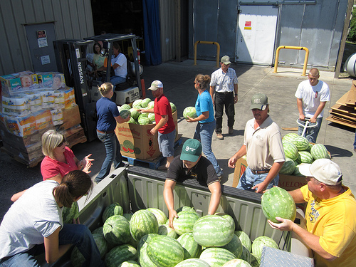 Volunteers unloading the gleaned watermelons at a food bank in Missouri.  