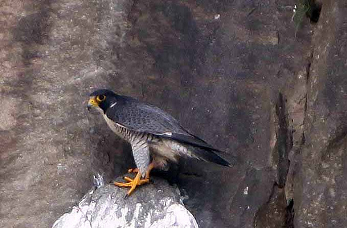 Peregrine falcons have one of the longest migrations of any North American bird. U.S. Forest Service photo.