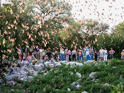 Visitors gather at Bracken Cave near San Antonio, Texas, to experience the nightly flight of millions of Mexican free-tailed bats. A public education webinar is set for Sept. 18.  Registration is free. Photo courtesy of:  Bat Conservation International 