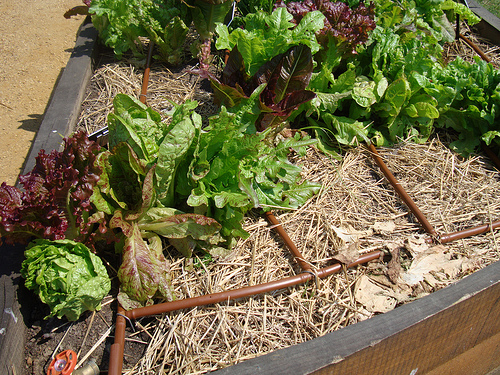 The crops growing in the People's Garden at USDA Headquarters benefit from a drip irrigation system that Bob helped design. It is a planned irrigation system where water is applied directly to the root zone so each crop area is watered more uniformly and efficiently.