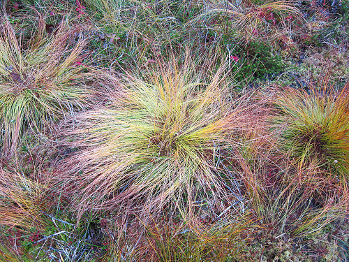 A clump of tufted bulrush (Trichophorum caespitosum) shows the progression of fall color change in a muskeg near Sitka, Alaska. Muskegs, a colloquial term for peat bogs, blanket 10% of the Tongass National Forest. These wetlands range in size from a few square feet to many acres. Over the ages, muskegs formed as Sphagnum mosses, rushes and sedges grew and built up spongy carpets in these very wet, almost treeless areas. Photo by Mary Stensvold.
