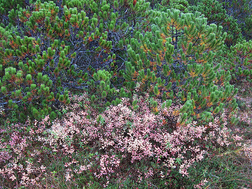 The foliage of bog blueberry (Vaccinium uliginosum) shrubs turns pink in the autumn. These leaves are beginning to fall. Lodgepole pines provide a contrasting backdrop to the berry bushes in a muskeg in Sitka, AK. Muskegs, a colloquial term for peat bogs, blanket 10% of the Tongass National Forest. These wetlands range in size from a few square feet to many acres. Over the ages, muskegs formed as Sphagnum mosses, rushes and sedges grew and built up spongy carpets in these very wet, almost treeless areas. Photo by Mary Stensvold.