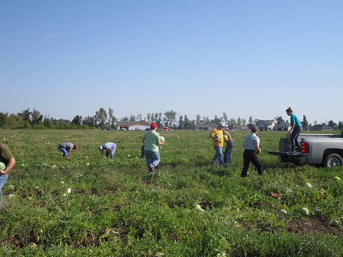 Earth Team volunteers collecting watermelons for donation.  