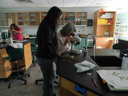 Students at the Saginaw-Chippewa Tribal College Native American Medicine and Plants lab learn how to properly mount pressed plant specimens.