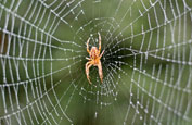Spider Spinning Silk