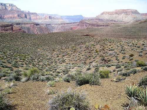 Blackbrush, a species in the Mojave and Great Basin deserts, has adjusted well to climate change, according to genetics research by Forest Service scientists.