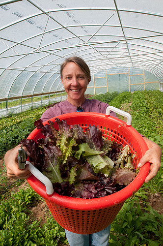 Owner Amy Hicks harvesting organic greens at her farm. Every operation that applies for organic certification is first inspected onsite by a certifying agent. These comprehensive top-to-bottom inspections occur annually to maintain certification. USDA Photos by Lance Cheung