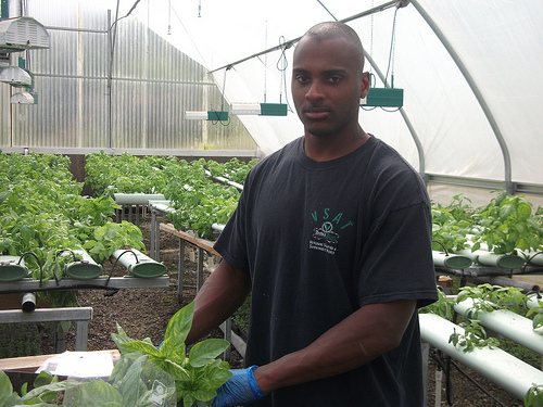 : A veteran and participant of the Veterans Sustainable Agriculture Training program handles living basil at an organic hydroponic farm, which grows plants in water as opposed to soil. The program, started by decorated Marine sergeant Colin Archipley, passes on agricultural knowledge to veterans to not only provide healing through farming but also to support them in starting their own agricultural enterprises.  