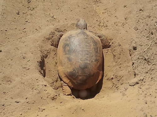 Gopher tortoise laying eggs on freshly cultivated field.