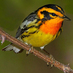 SSmithsonian Migratory Bird Center Twitter page