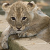 National Zoological Park Twitter page