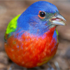 Smithsonian Migratory Bird Center’s Blog