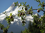 Oregon apples grow with a view of Mt. Hood.