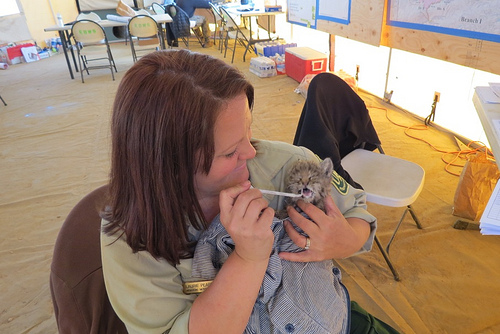 Chips being fed formula Laurie Pearson, Fire Information Officer. US Forest Service photo.